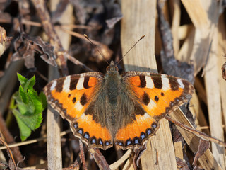 The small tortoiseshell (Aglais urticae) is a colourful Eurasian butterfly in the family Nymphalidae.