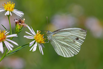 The green-veined white (Pieris napi) is a butterfly of the family Pieridae.