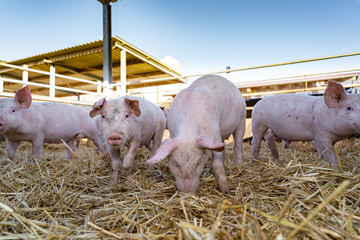 Bioschweinehaltung - etwas verdreckte größere Ferkel, in einem Outdoorstall.
