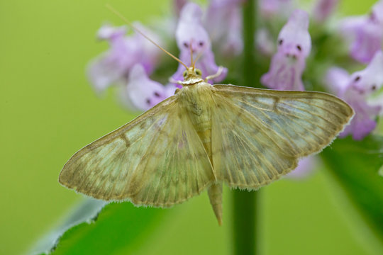 Patania ruralis, the mother of pearl moth, is a species of moth of the family Crambidae.