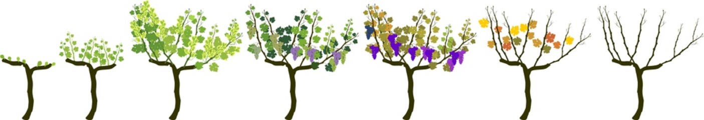 Annual growth life cycle of grapevine isolated on white background. Grapevine development and ripening stages