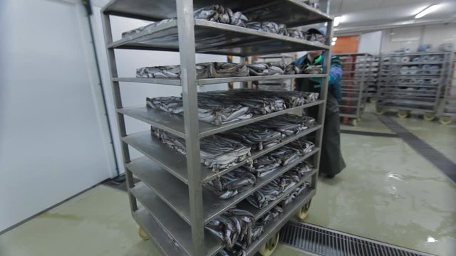 Factory worker pushes a trolley of frozen fish. Fish getting put onto the transporter at modern Fish factory. Fish Farm factory