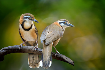 Greater Necklaced Laughingthrush on branch on green background.