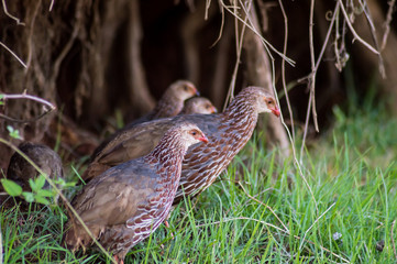 Yellow-necked Francolin (Francolin leucocephalus)