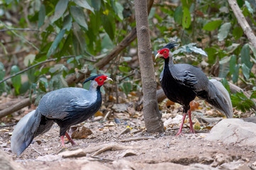 Kalij Pheasant in the forest in nature 