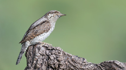 Amazing portrait of rare woodpecker, the Eurasian wryneck (Jynx torquilla)