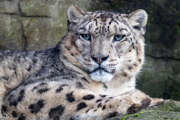 Closeup of an adult male snow leopard