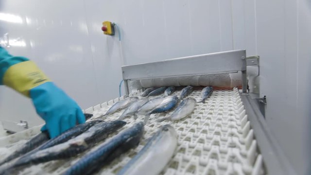 Frozen fish are getting cleaned by the staff of factory. Transporting mechanism is relocating fish for processing. Raw fish factory, food factory, processing fish at the factory