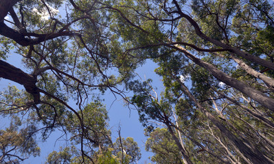 High timber in country Victoria Australi