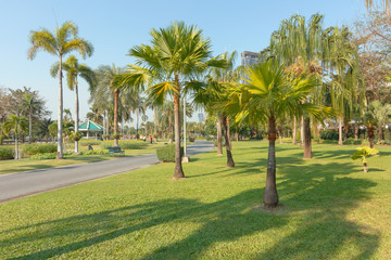 Palm trees in the park are bright and green.