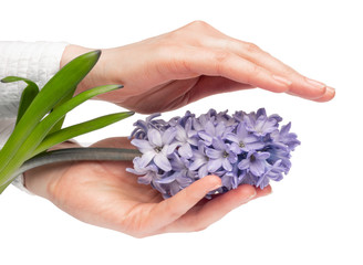 woman hand hold fresh purple hyacinths bud isolated on white