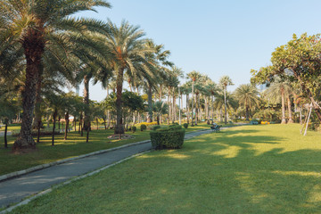 Palm trees in the park are bright and green.