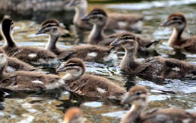 group of swimming ducklings