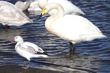 白雁と白鳥３