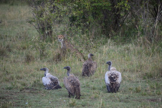 Masai marra