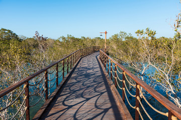 Mangrove walk public park in Jubail island Abu Dhabi, UAE