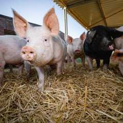 Outdoorstall mit verschiedenen Schweinerassen.