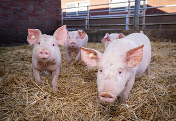 Bioschweinehaltung - größere, muntere Ferkel in einen Outdoorstall.