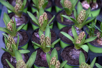 purple flowers in the garden, in wien, viena, österrike, Austria