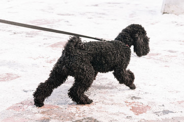 black poodle on a walk