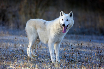 Naklejka na ściany i meble The Hudson Bay wolf (Canis lupus hudsonicus) subspecies of the wolf (Canis lupus) also known as the grey/gray wolf. Young female in a frosty morning.White wolf with steam at the mouth.