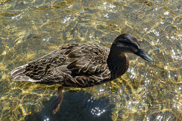 A female mallard duck swims in the crystal clear water of Lake Rotoiti