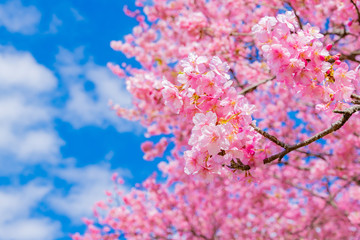 河津桜