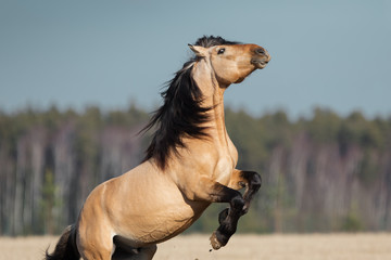 Beautiful rearing buckskin horse with long mane on natural background, portrait in motion closeup