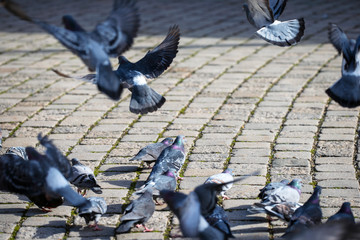 Fototapeta premium pigeons on street, in wien, viena, österrike, Austria