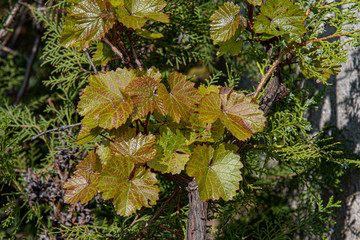 Fresh yellow green leaves on branches of grapevine on blurred background of thuja bush. Grape foliage in springtime. Natural textures of garden plants.
