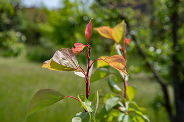 Delicate red and orange color fresh leaves of peach tree branches closeup in bright sunlight at blurry background of orchard in summer.