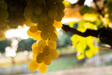 Cultivation with traditional method of vineyards in Apulian land, near Alberobello and Manduria at...