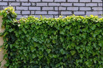 Green ivy on brick wall. Fence overgrown with green leaves of climbing plant and white brick wall...