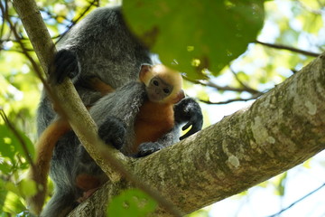 Obraz premium silver leafe monkey family with baby - Silberner Haubenlangur Bako national park