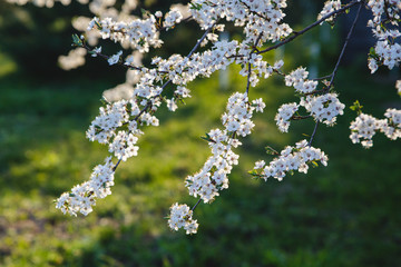 White branches of spring cherry blossom with green background