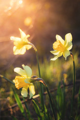 Yellow narcissus in spring garden in sunlight