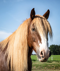 Kopfportrait eines braunes Pferdes mit blonder Mähne.