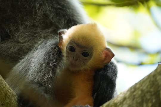 silver leafe monkey family with baby - Silberner Haubenlangur portraits Bako national park