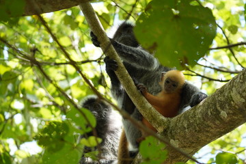 silver leafe monkey family with baby - Silberner Haubenlangur Bako national park