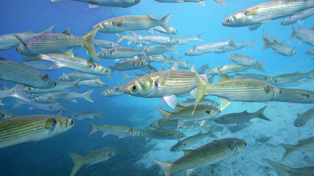 School of Grey Mullets in Shallow Water.