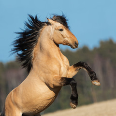 Fototapeta na wymiar Beautiful rearing buckskin horse with long mane on natural background, portrait in motion closeup