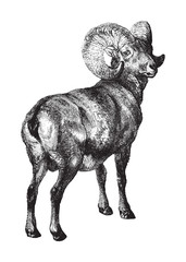 Bighorn sheep (Ovis canadensis) / vintage illustration from Brockhaus Konversations-Lexikon 1908
