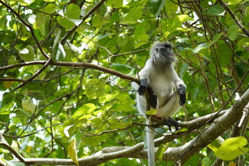 Rare Albino-silver leafe monkey - Silberner Haubenlangur Bako national park