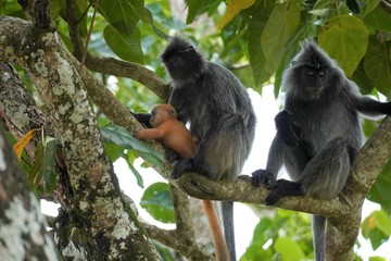 silver leafe monkey family with baby - Silberner Haubenlangur Bako national park
