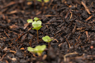 Junge Pflanzen im Frühbeet