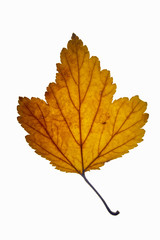 dry yellow leaf on a white background