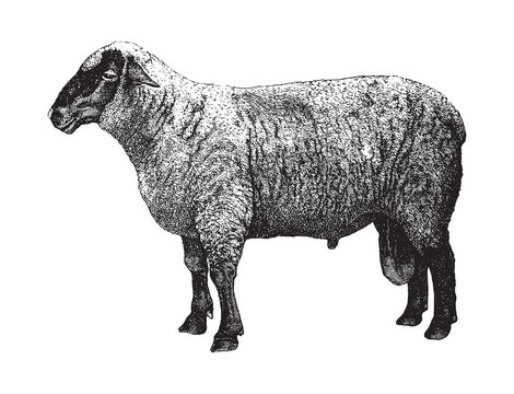 Hampshire sheep / vintage illustration from Brockhaus Konversations-Lexikon 1908