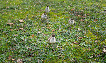 Vogelp&auml;rchen mit K&uuml;ken im Park
