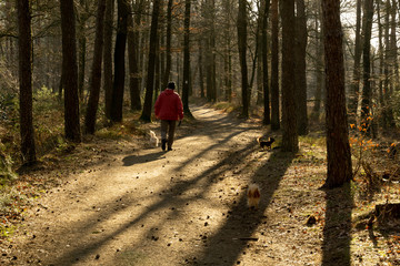 Obraz premium Wald, Wanderweg, Pfad