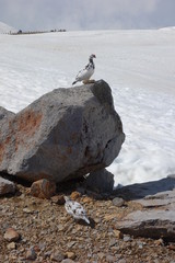 Thunderbird in Tateyama, Toyama, Japan (立山の雷鳥)